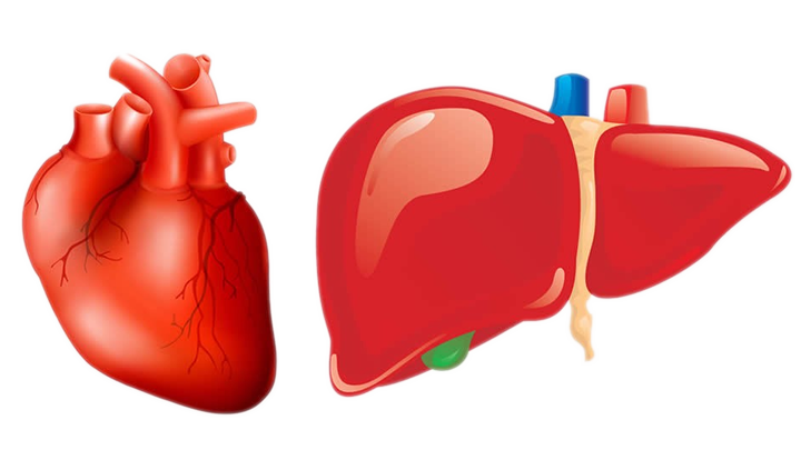 ¿Sabías que…? la primera causa de muerte en hígado graso o esteatosis hepática es la enfermedad cardiovascular