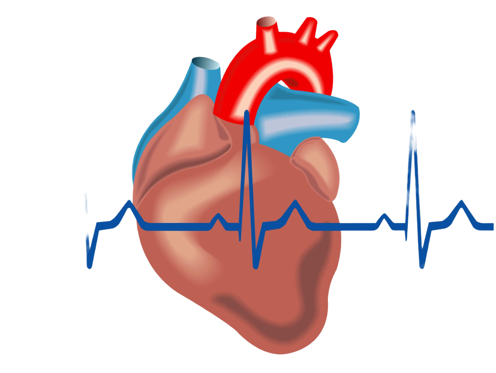 ¿Sabes qué es la electrofisiología cardíaca?