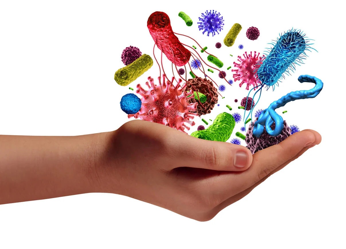 ¿En qué consiste un estudio de microbiota?